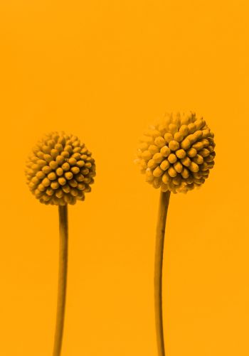 Обои 1668x2388 растение, желтый фон