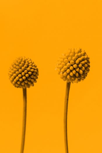 Обои 640x960 растение, желтый фон