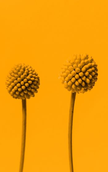 Обои 800x1280 растение, желтый фон