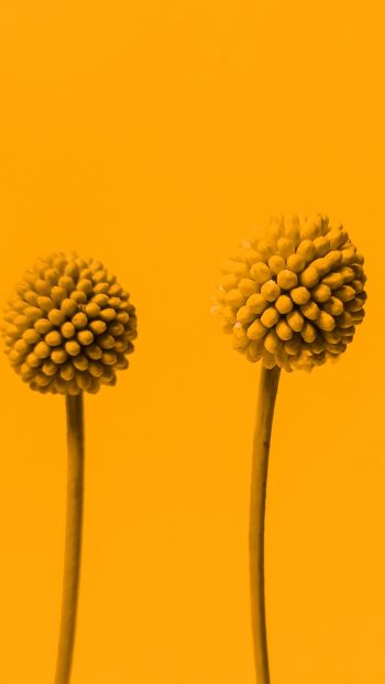 Обои 640x1136 растение, желтый фон