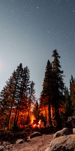 forest, night, tent Wallpaper 720x1440