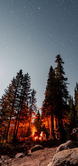 forest, night, tent Wallpaper 1080x2280