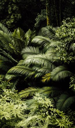 rainforest, green Wallpaper 600x1024