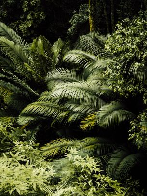 rainforest, green Wallpaper 1668x2224