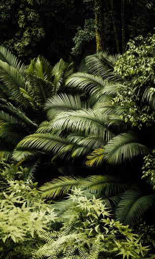 rainforest, green Wallpaper 1200x2000