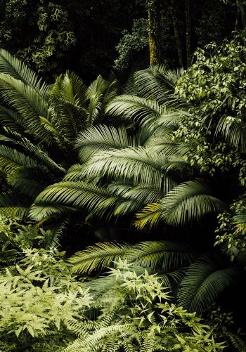 rainforest, green Wallpaper 1668x2388