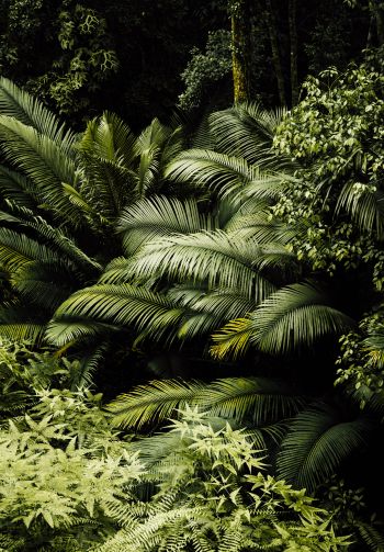 rainforest, green Wallpaper 1640x2360