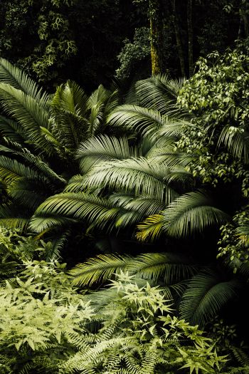 Тропический лес обои на iPhone 4, 4s высокого качества 640x960, скачать  вертикальные картинки на заставку