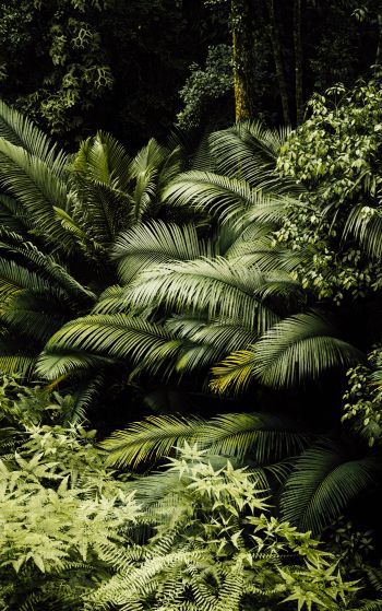 Обои 1752x2800 тропический лес, зеленый