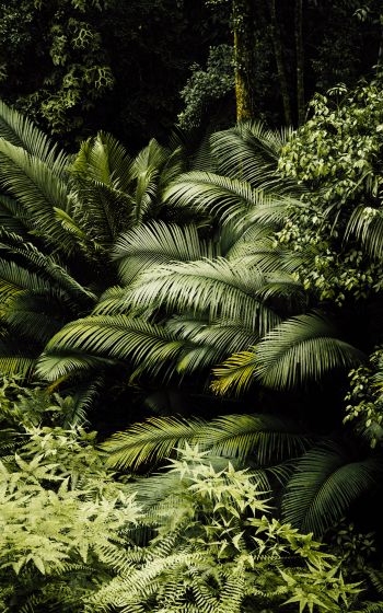 Обои 800x1280 тропический лес, зеленый