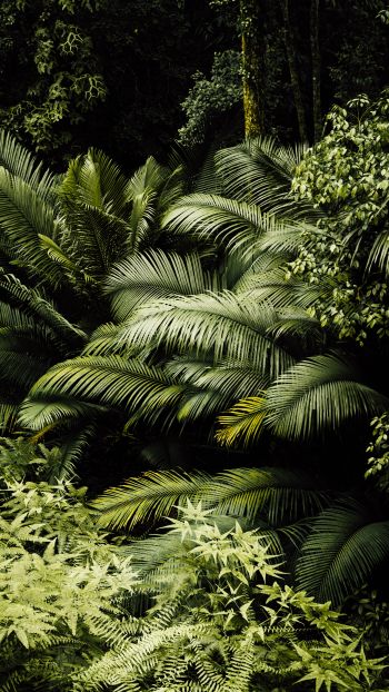 Обои 720x1280 тропический лес, зеленый