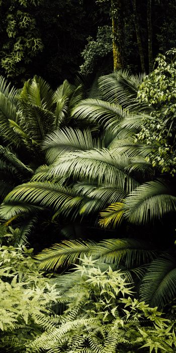 rainforest, green Wallpaper 720x1440