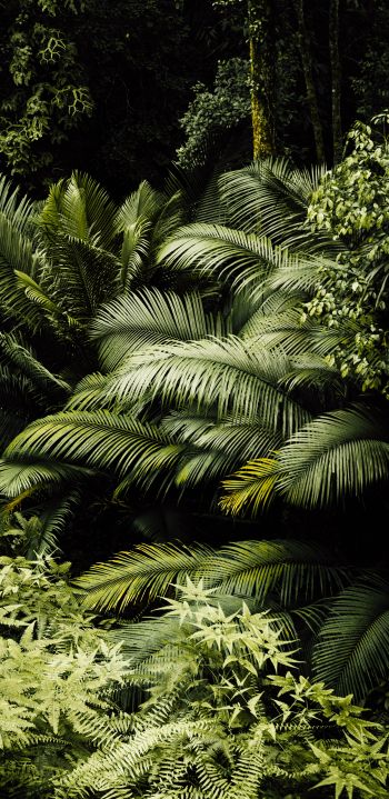 Обои 1080x2220 тропический лес, зеленый