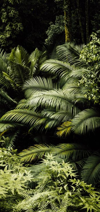 Обои 1080x2280 тропический лес, зеленый
