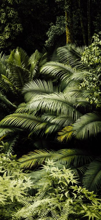 Обои 828x1792 тропический лес, зеленый