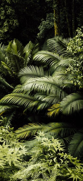 Обои 1080x2340 тропический лес, зеленый