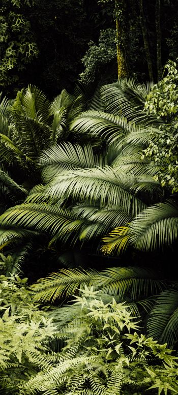 Обои 1080x2400 тропический лес, зеленый