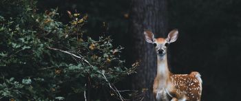 deer, baby Wallpaper 2560x1080