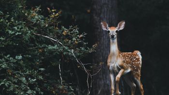 deer, baby Wallpaper 1366x768