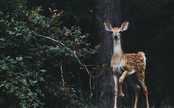 deer, baby Wallpaper 2560x1600
