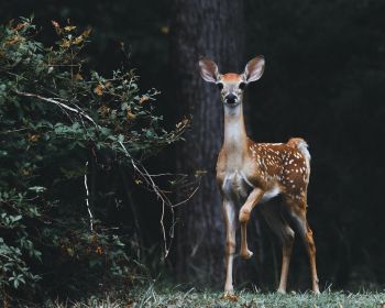 deer, baby Wallpaper 1280x1024