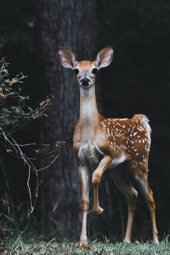 deer, baby Wallpaper 640x960
