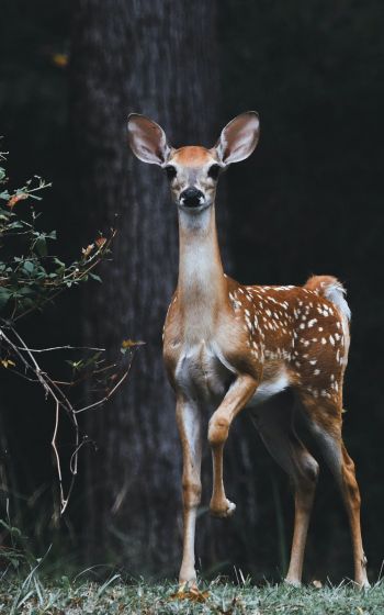 deer, baby Wallpaper 800x1280