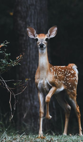 deer, baby Wallpaper 600x1024