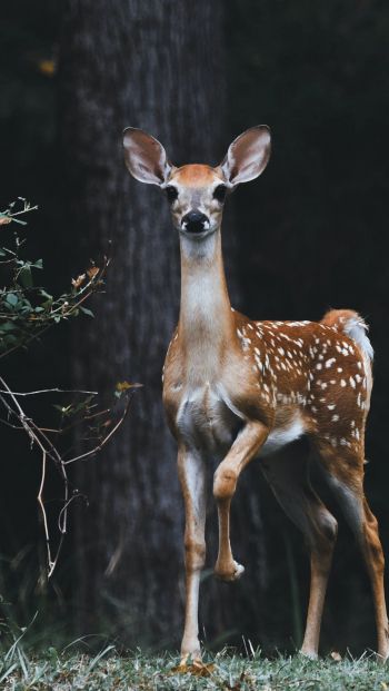 deer, baby Wallpaper 640x1136
