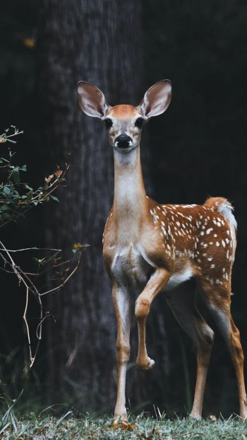 deer, baby Wallpaper 750x1334