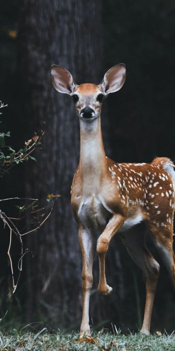 deer, baby Wallpaper 720x1440