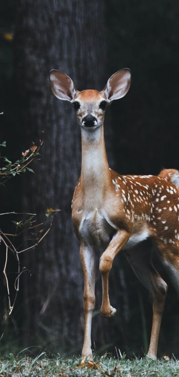 deer, baby Wallpaper 720x1520