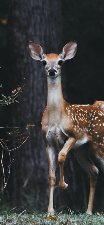 deer, baby Wallpaper 828x1792