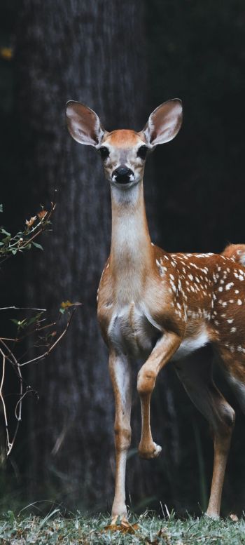 deer, baby Wallpaper 720x1600