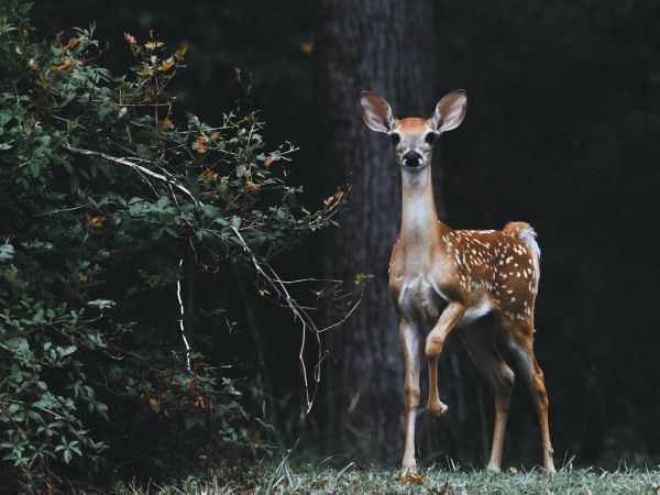 deer, baby Wallpaper 800x600