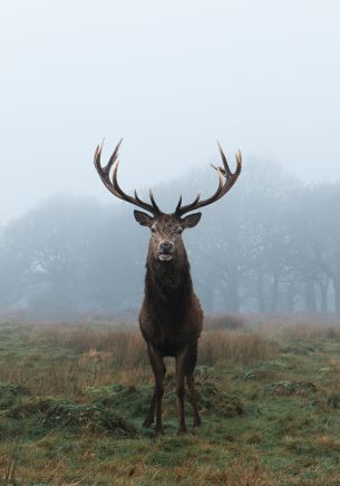 deer, foggy forest Wallpaper 1668x2388