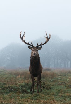 deer, foggy forest Wallpaper 3908x5683