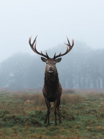 deer, foggy forest Wallpaper 1620x2160