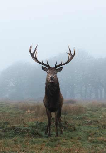deer, foggy forest Wallpaper 1668x2388