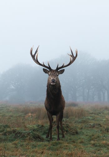 deer, foggy forest Wallpaper 1640x2360