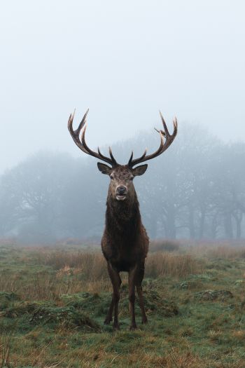 deer, foggy forest Wallpaper 640x960