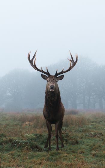 deer, foggy forest Wallpaper 1752x2800