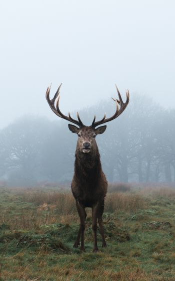 deer, foggy forest Wallpaper 800x1280