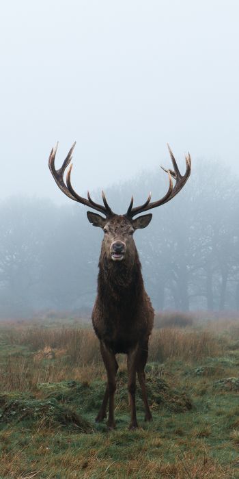deer, foggy forest Wallpaper 720x1440