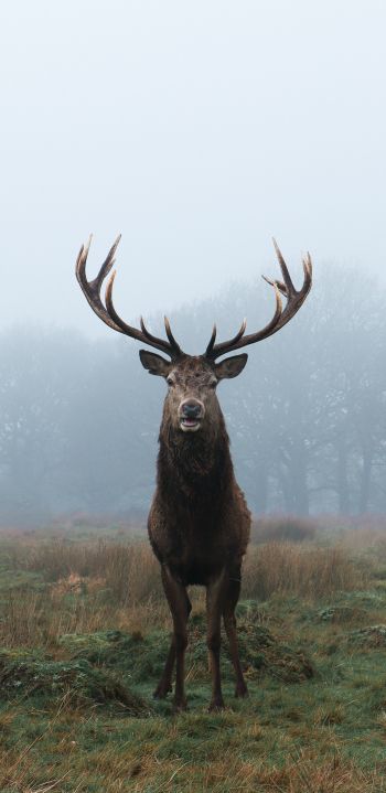 deer, foggy forest Wallpaper 1440x2960