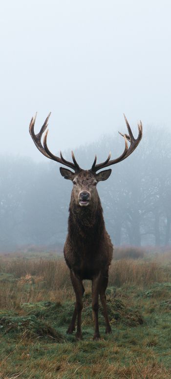 deer, foggy forest Wallpaper 1440x3200