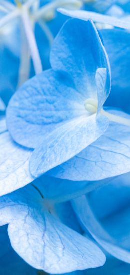petals, blue Wallpaper 1080x2280