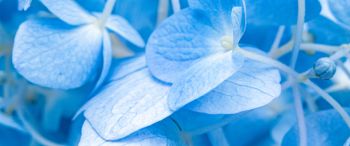 petals, blue Wallpaper 3440x1440