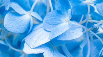 petals, blue Wallpaper 1600x900