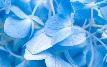 petals, blue Wallpaper 1920x1200